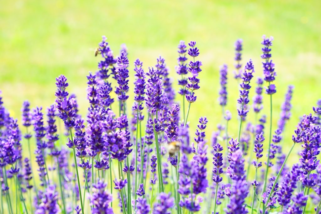 La lavanda