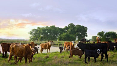 Cargill y Heifer International