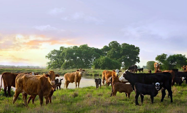 Cargill y Heifer International