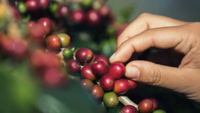 Técnico en Caficultura Sostenible by UTH Honduras