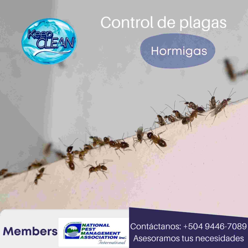 Métodos de control de plagas Keep Clean Honduras