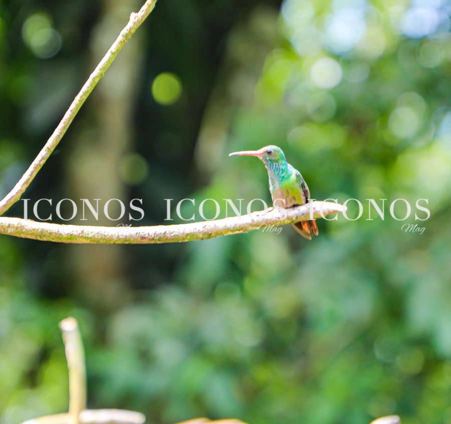 Panacam Lodge by cerveza Corona - Rediscover Paradise