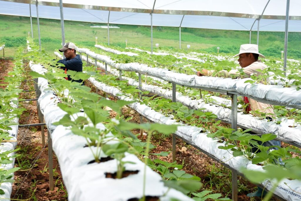 Programa Tierra fértil by Walmart 