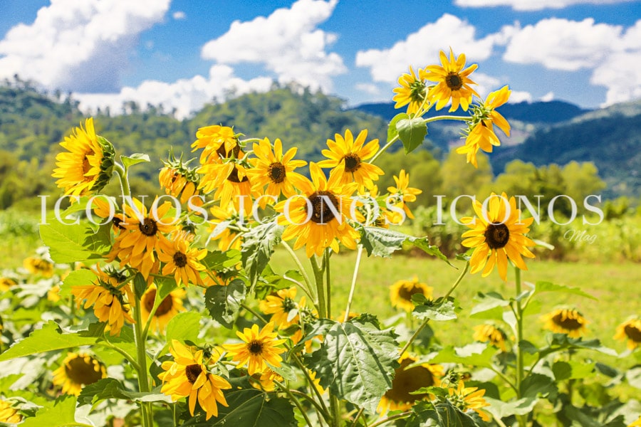 El Paseo de los Girasoles Copán Ruinas: paraíso floral de la ciudad maya