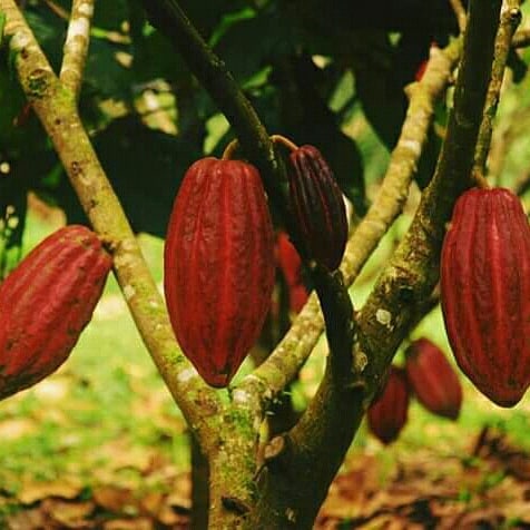 Ecofinca Luna del puente