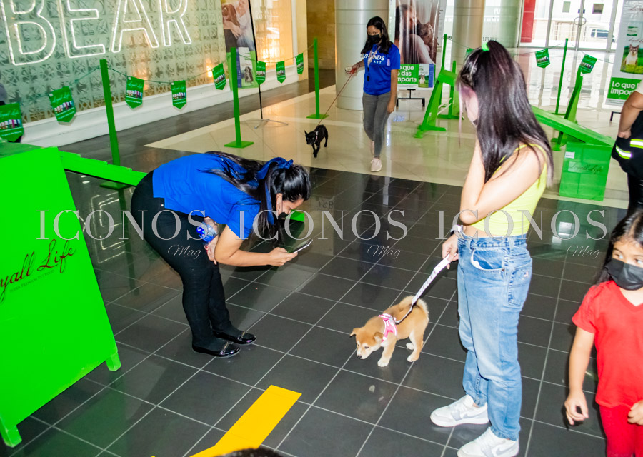 Puppy Week by City Mall San Pedro Sula