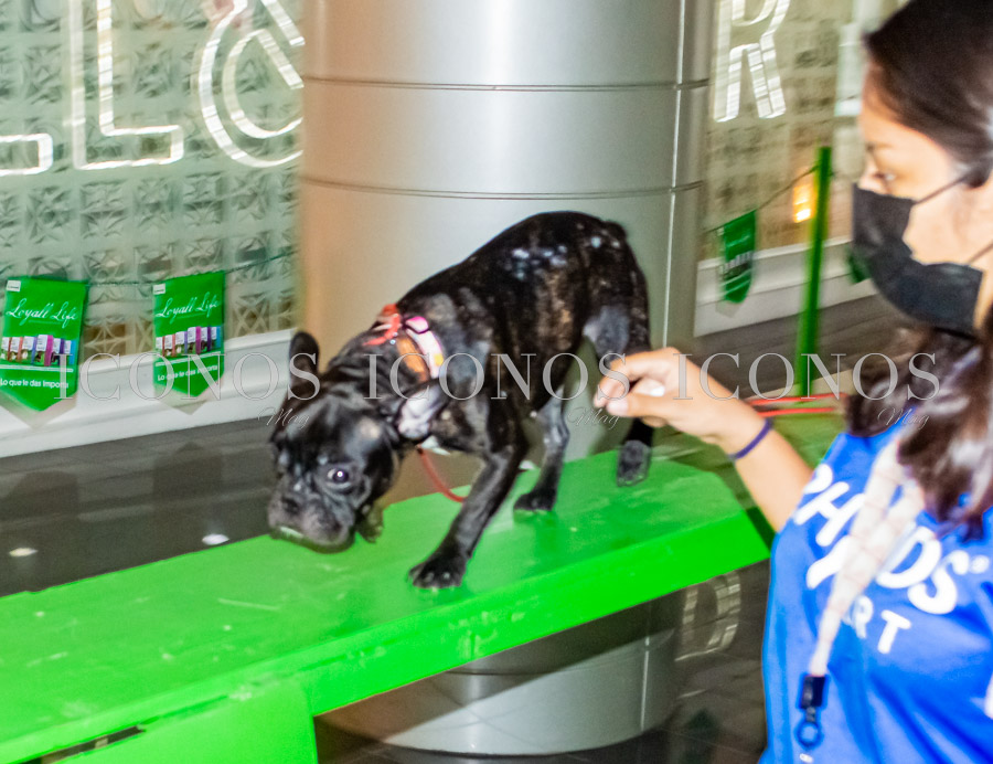 Puppy Week by City Mall San Pedro Sula
