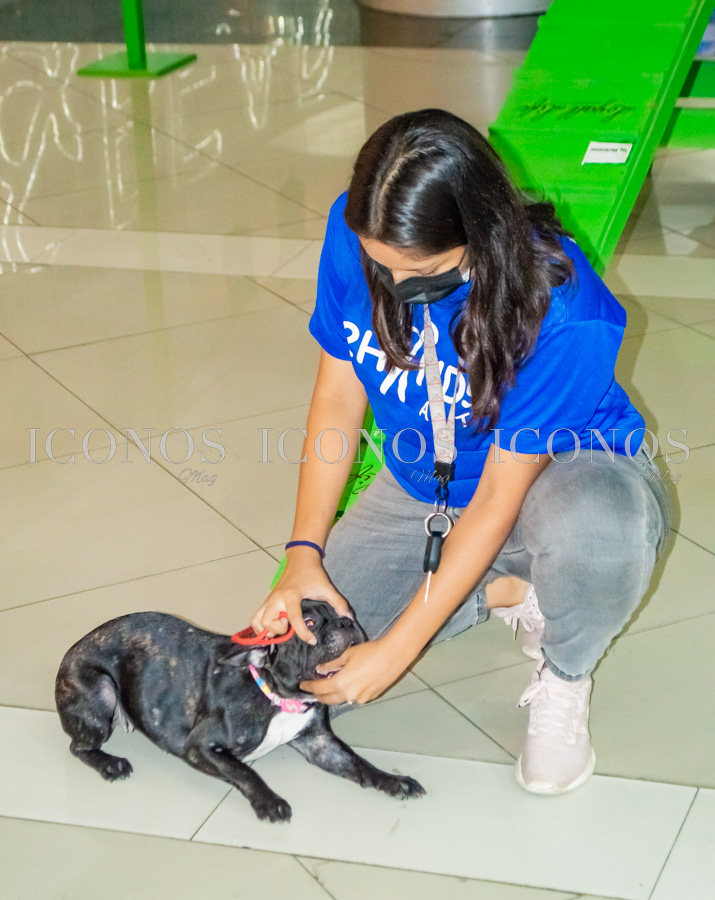 Puppy Week by City Mall San Pedro Sula
