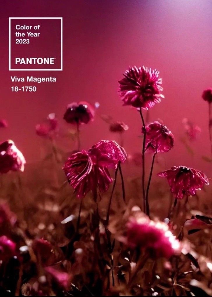 Viva Magenta