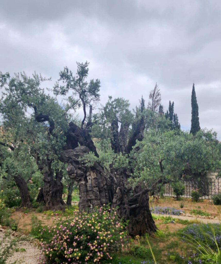 Tour de actividades gira académica UCENM por Israel (1)