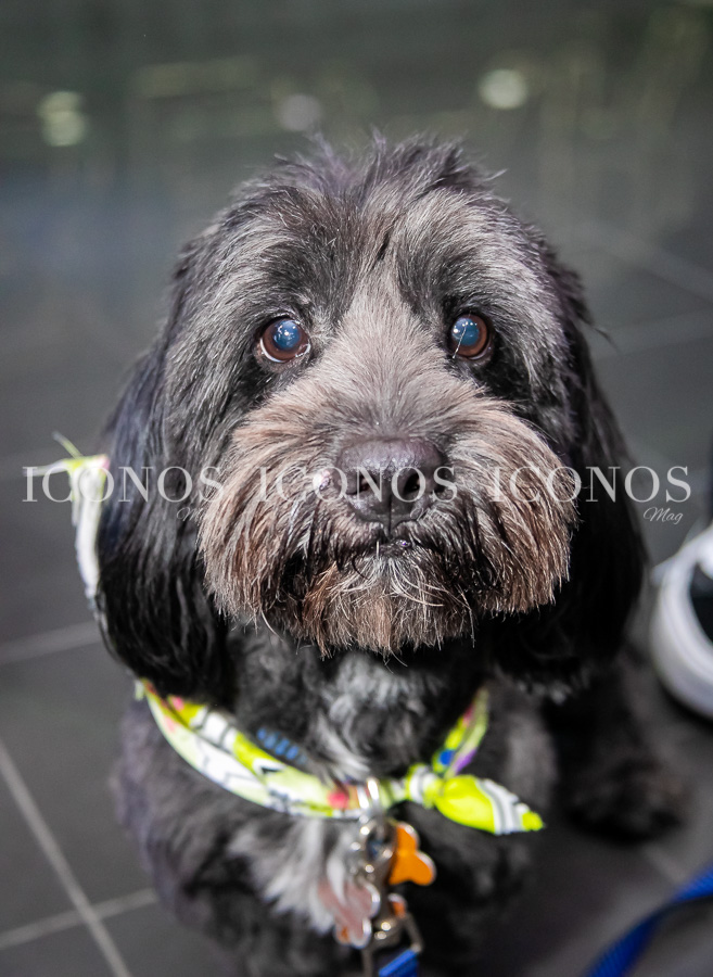 We love pets by City Mall San Pedro Sula (1)