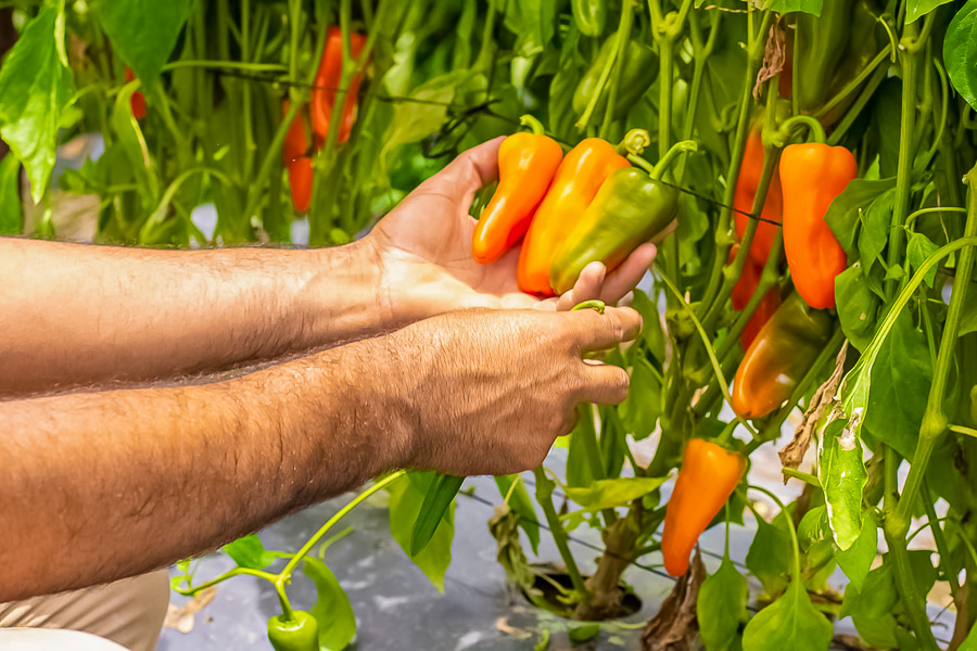 Eduardo Flores, productor y proveedor de chiles en Walmart