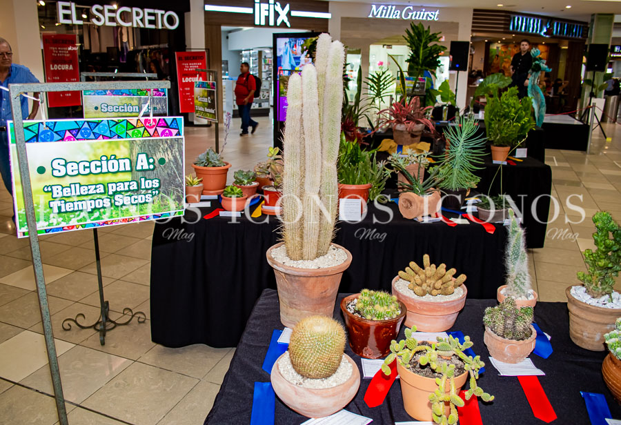 Exposición de jardinería 2023 Tesoros de nuestra casa común