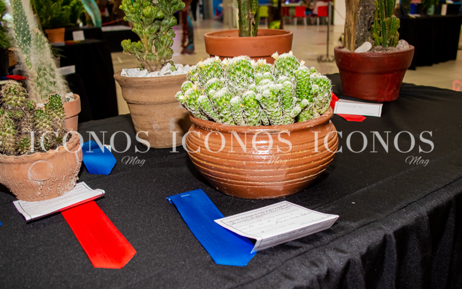 Exposición de jardinería 2023 Tesoros de nuestra casa común