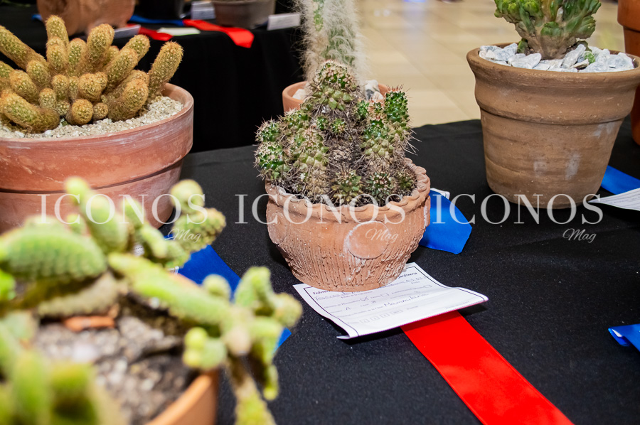 Exposición de jardinería 2023 Tesoros de nuestra casa común