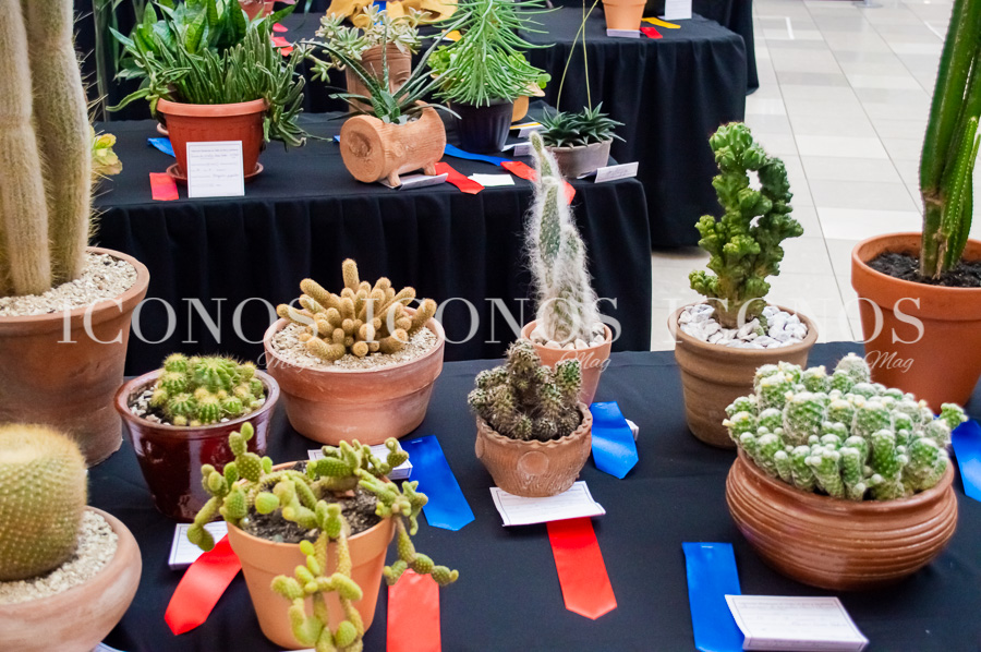 Exposición de jardinería 2023 Tesoros de nuestra casa común