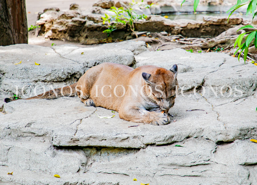 Zoológico La Aurora Guatemala