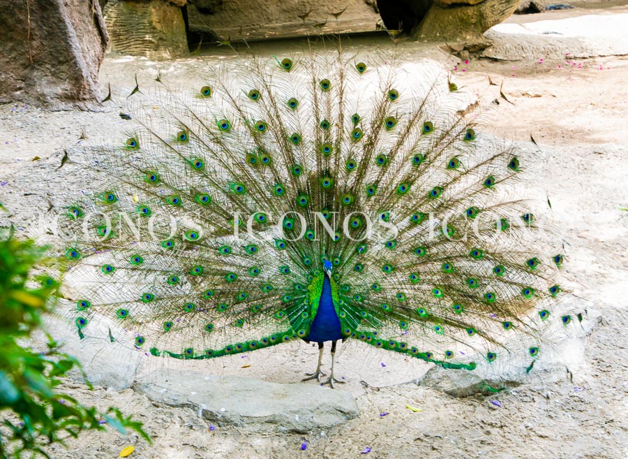 Zoológico La Aurora Guatemala