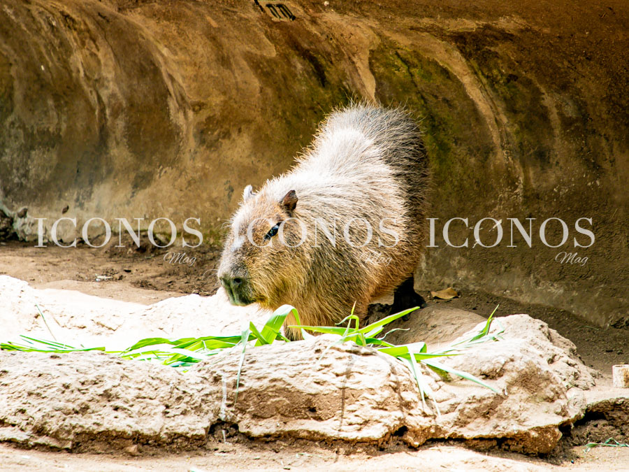 Zoológico La Aurora Guatemala