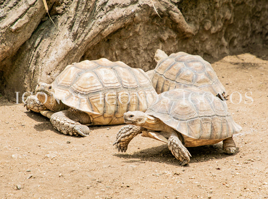 Zoológico La Aurora Guatemala
