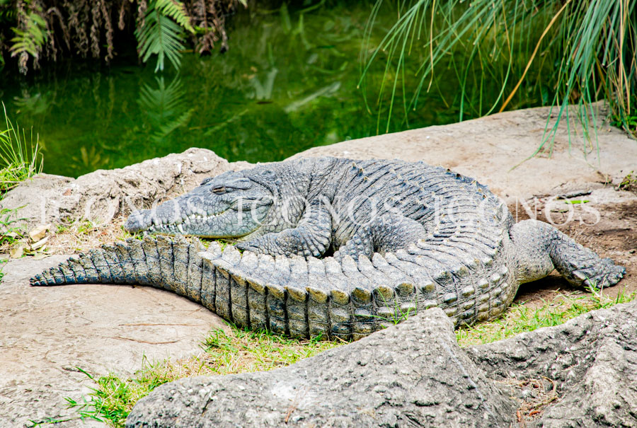 Zoológico La Aurora Guatemala