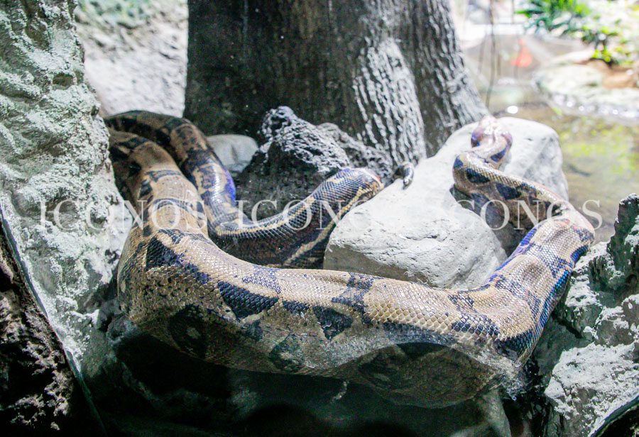 Zoológico La Aurora Guatemala