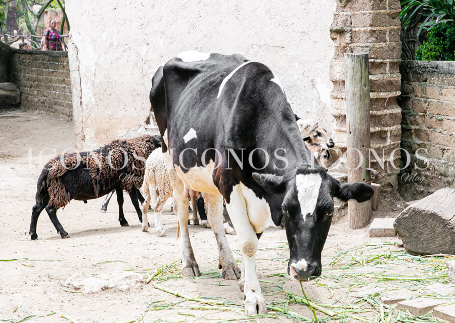 Zoológico La Aurora Guatemala