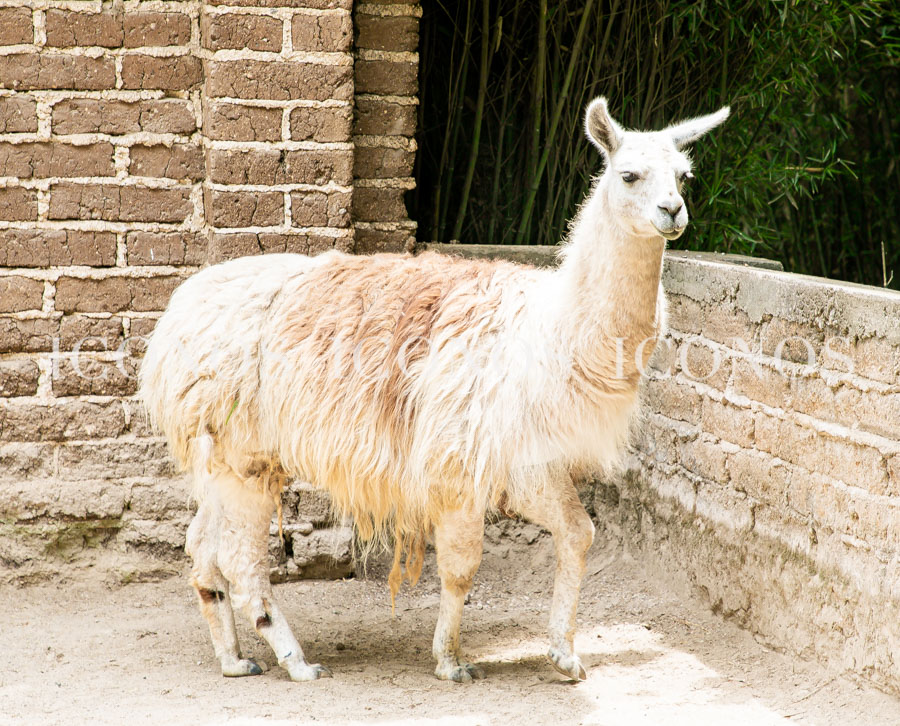 Zoológico La Aurora Guatemala