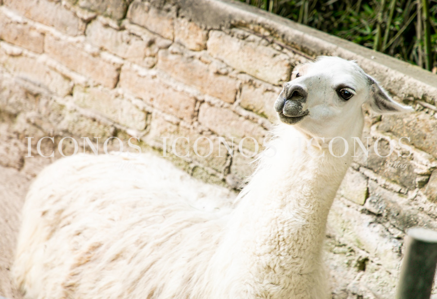 Zoológico La Aurora Guatemala