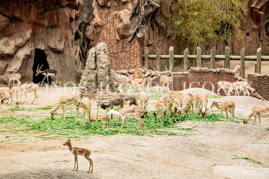 Zoológico La Aurora Guatemala