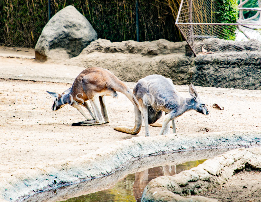 Zoológico La Aurora Guatemala