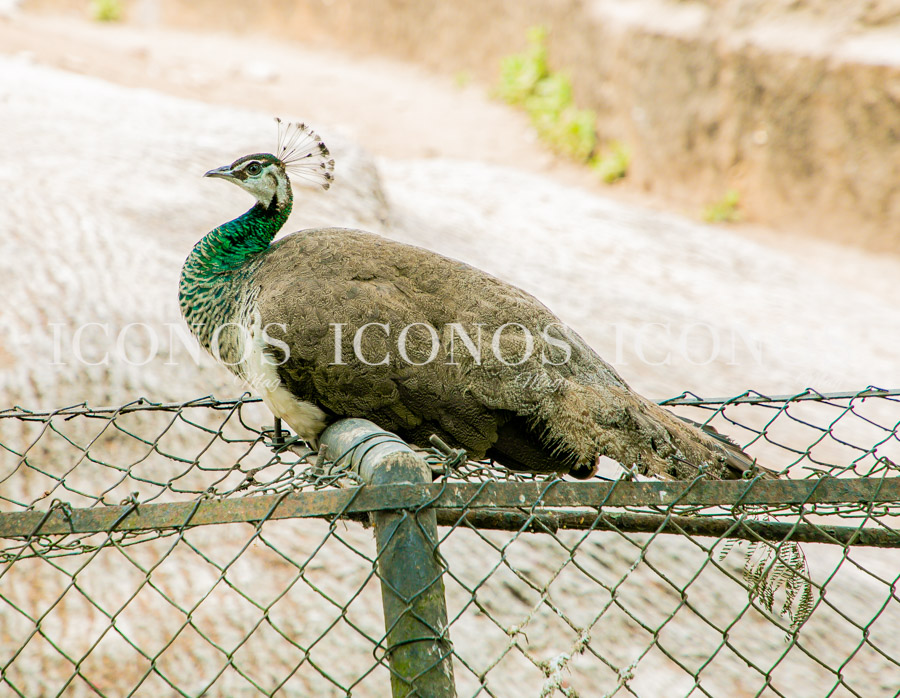 Zoológico La Aurora Guatemala