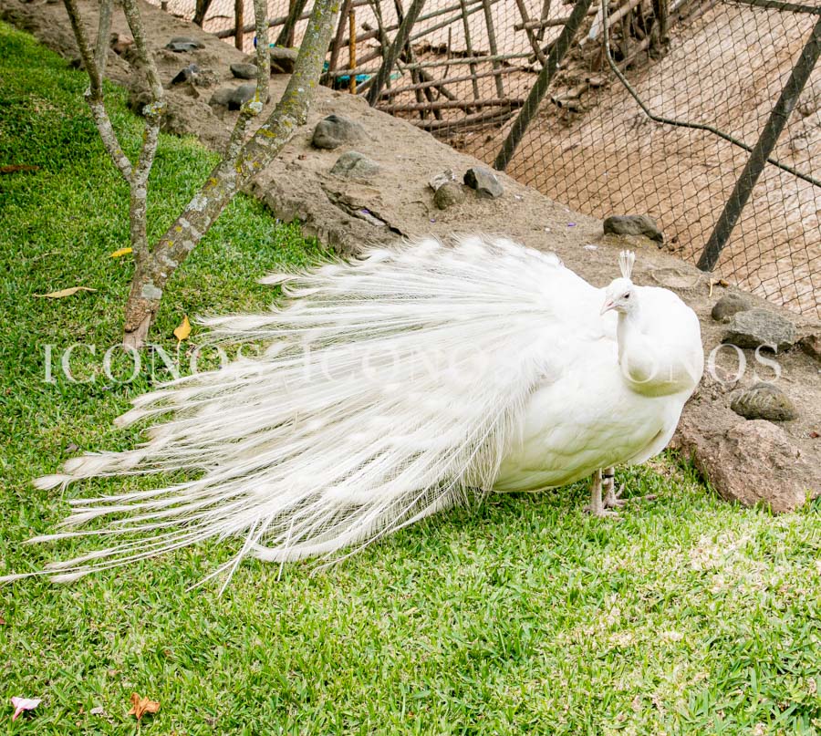 Zoológico La Aurora Guatemala