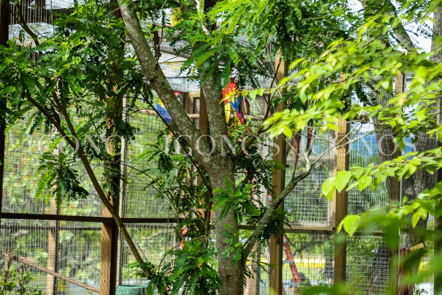 liberacion guacamayas 2024 by banpais honduras y pro alas 1