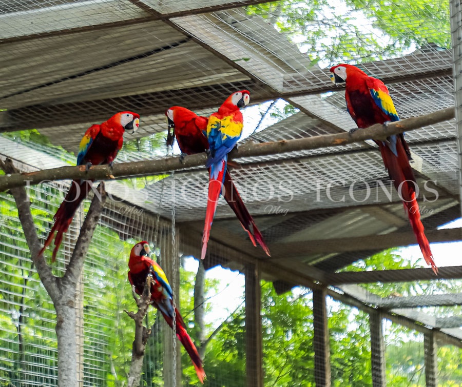 liberacion guacamayas 2024 by banpais honduras y pro alas 2