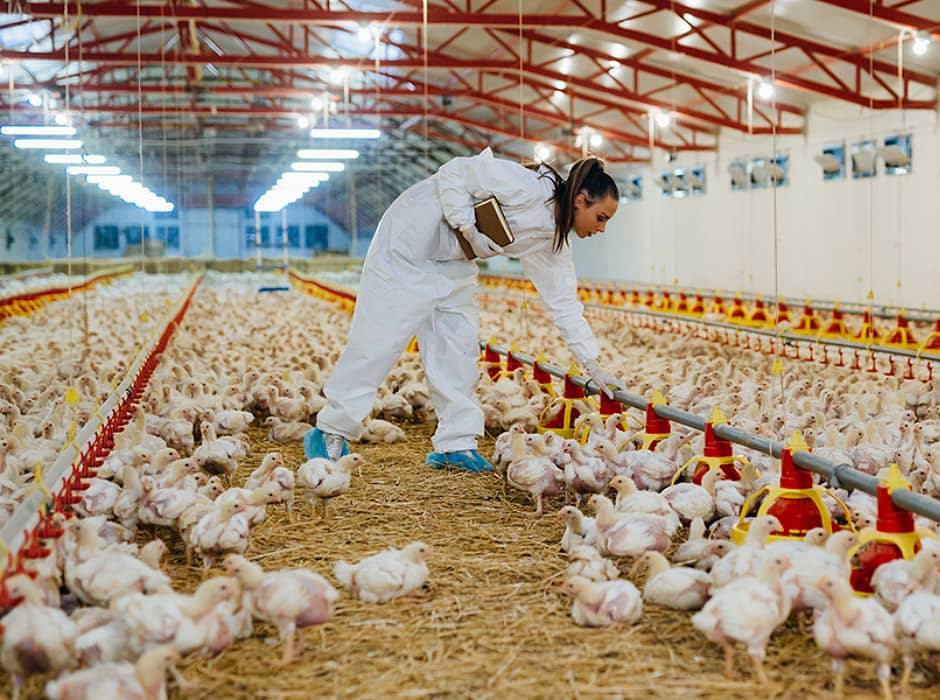 PORTADA Técnico universitario en producción avícola 2025 by UCENM Honduras