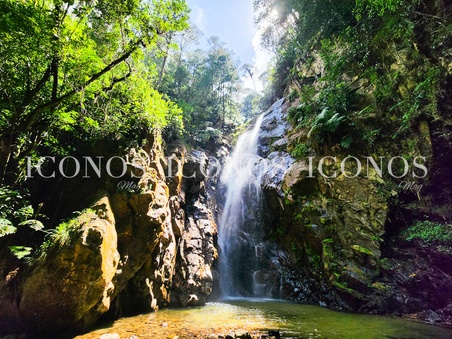 plantacion hortensias honduras by zoyla amaya