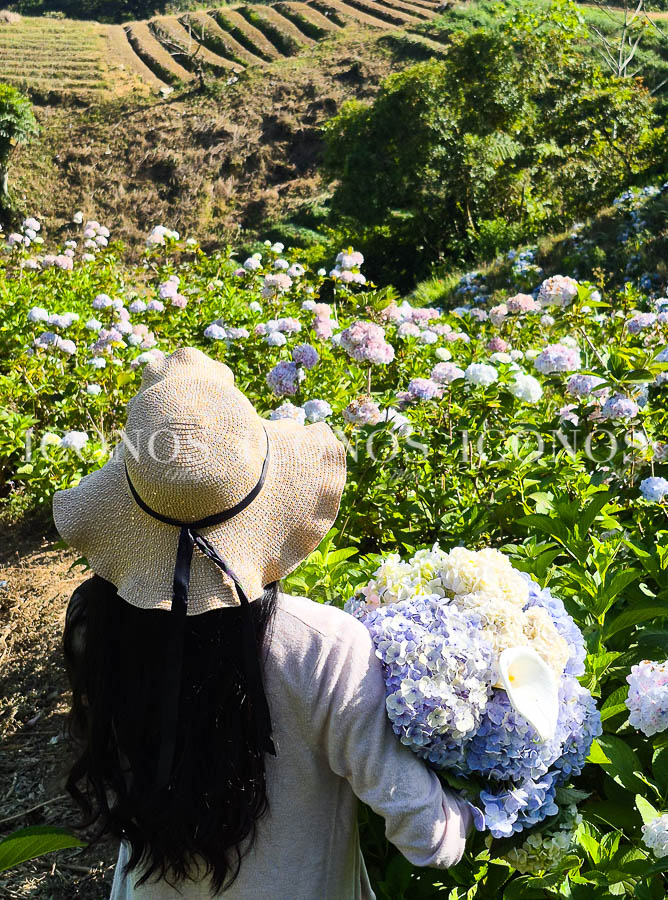 plantacion hortensias honduras by zoyla amaya