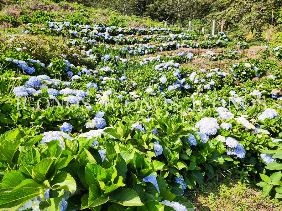 plantacion hortensias honduras by zoyla amaya