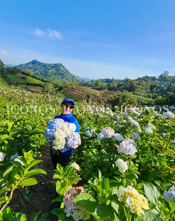 plantacion hortensias honduras by zoyla amaya