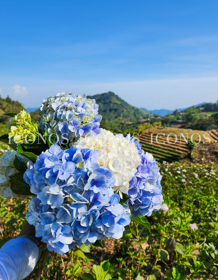 plantacion hortensias honduras by zoyla amaya