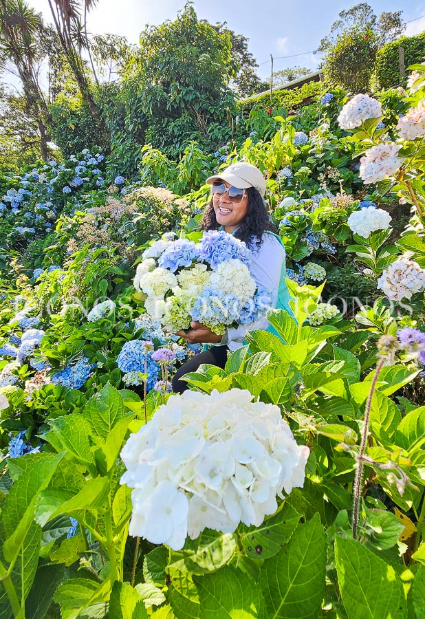 plantacion hortensias honduras by zoyla amaya