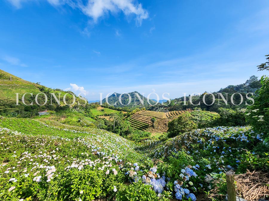 plantacion hortensias honduras by zoyla amaya