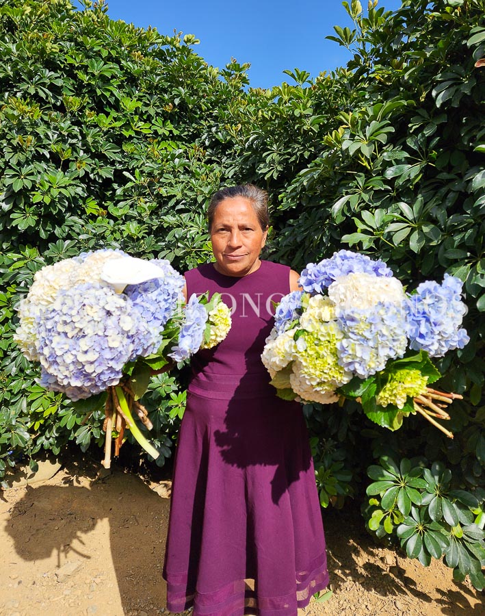 plantacion hortensias honduras by zoyla amaya