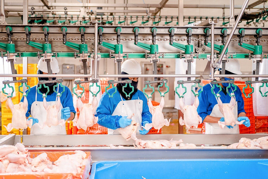 cuidados pollo cargill food latinoamerica