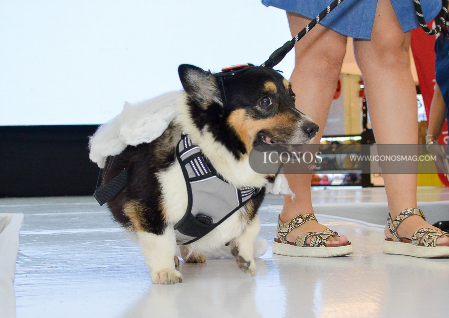 pasarela de mascotas by mega mall honduras