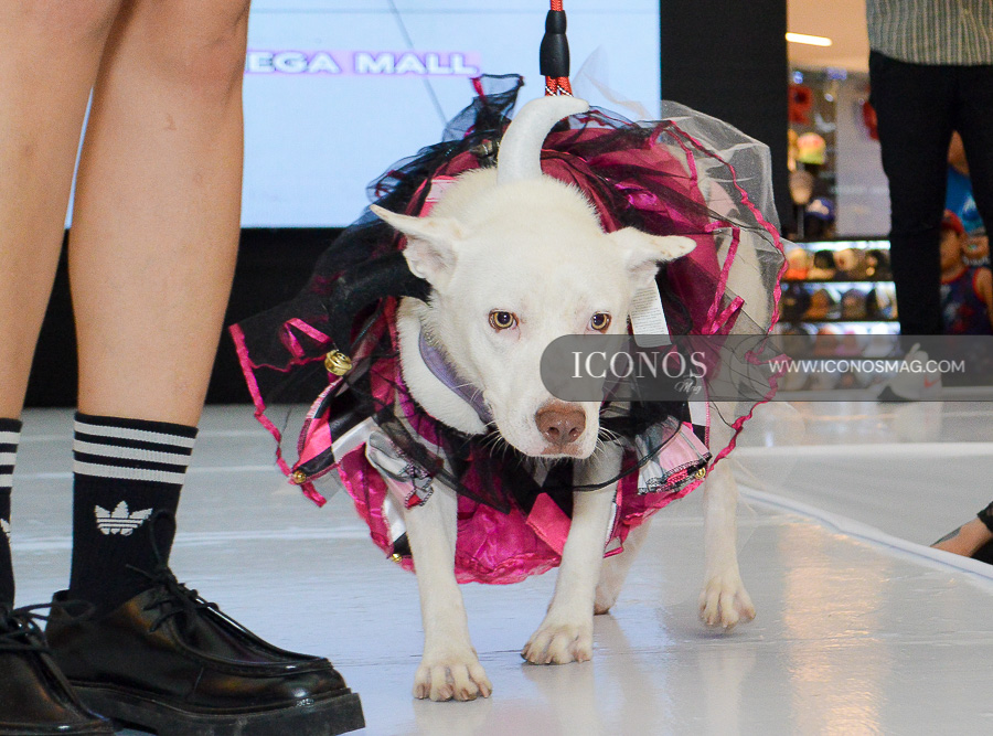 pasarela de mascotas by mega mall honduras