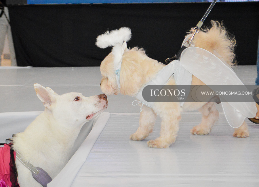 pasarela de mascotas by mega mall honduras