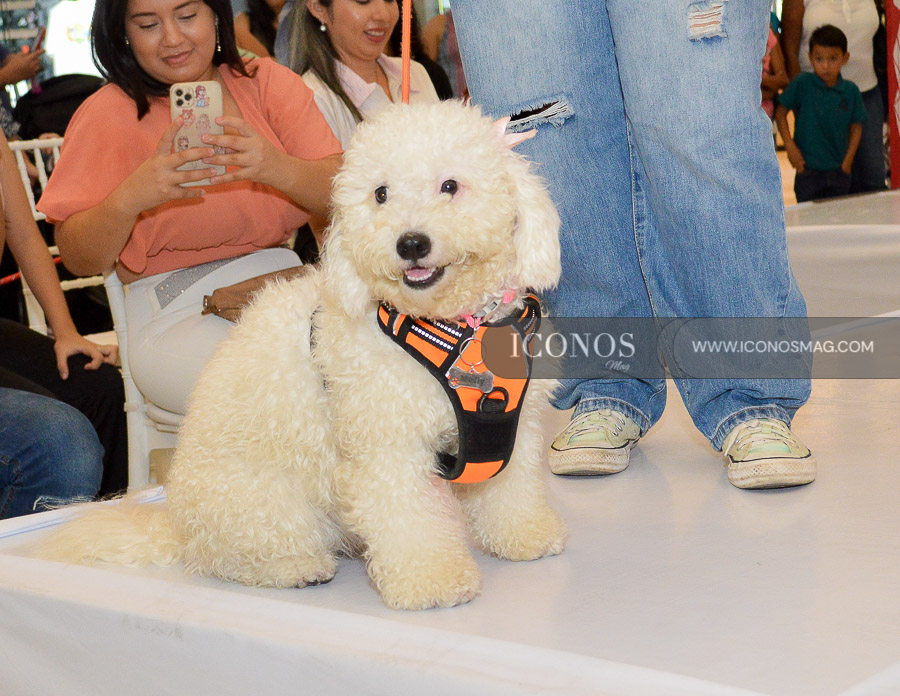 pasarela de mascotas by mega mall honduras