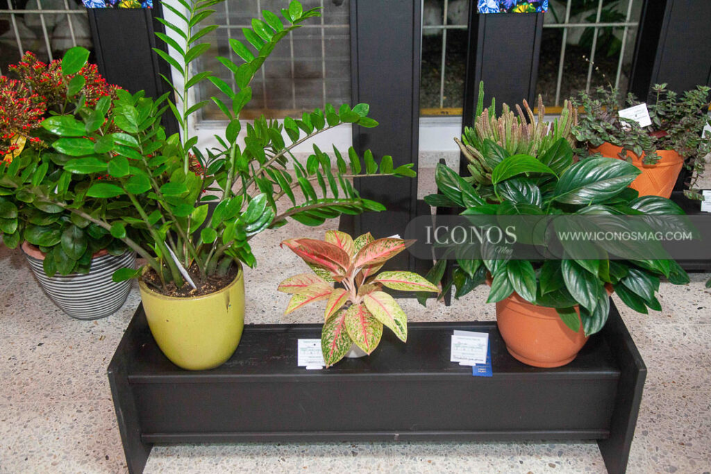 exposicion club de jardineria de san pedro sula